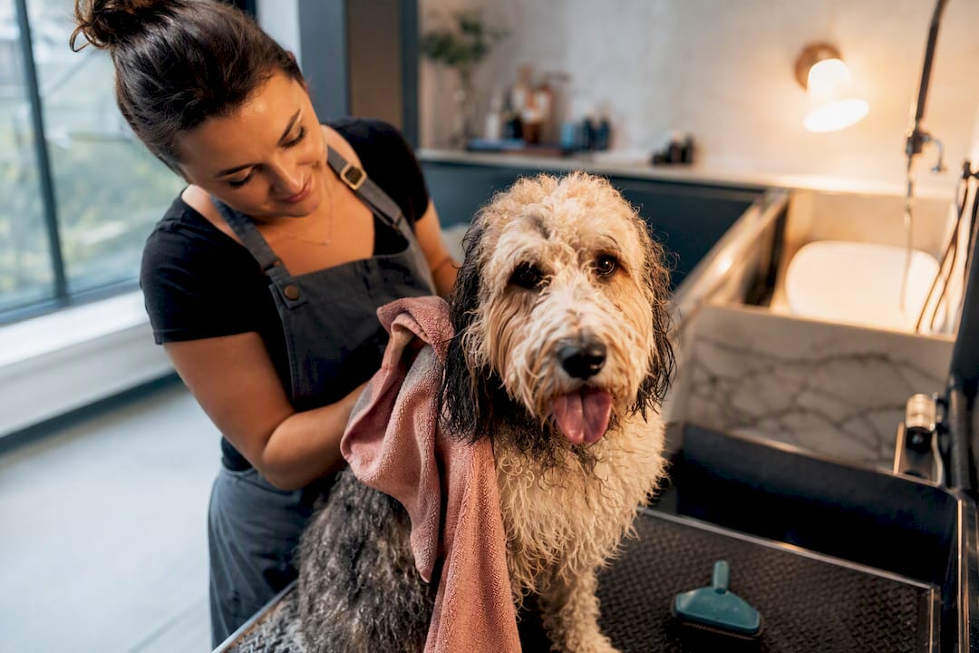 Groomer drying a damp Aussiedoodle coat