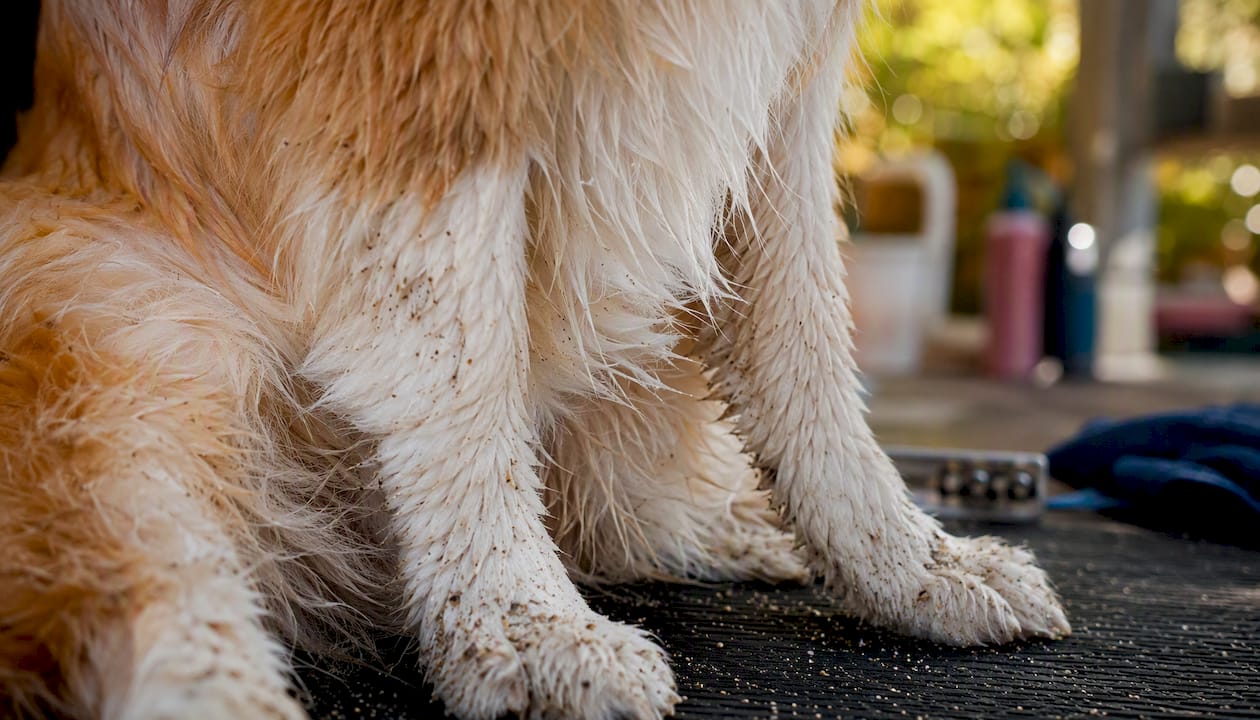 Close-up of sandy, salty dog coat texture