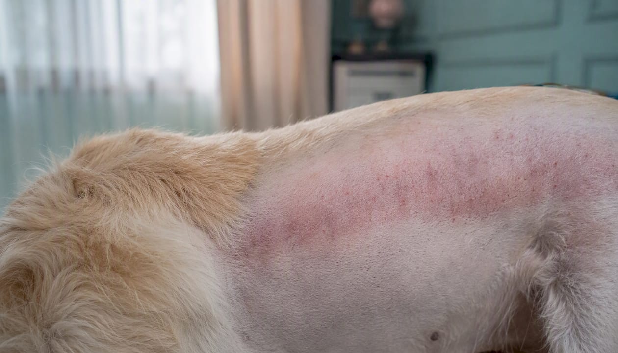 Close-up of dog's irritated skin after grooming