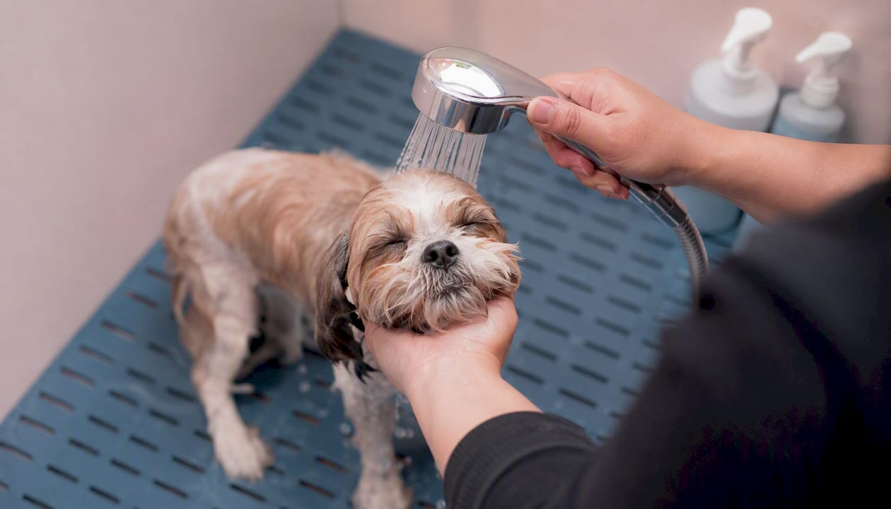 Dog getting gentle bath in cage-free grooming setting