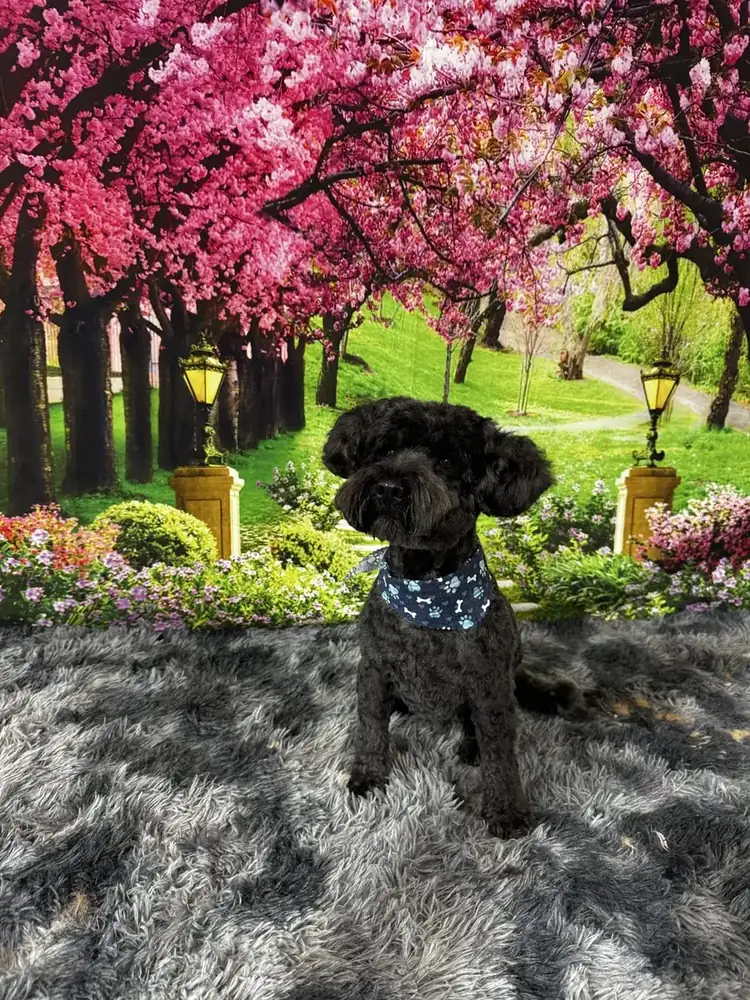 A groomed black poodle in a bandana sitting under pink cherry blossoms