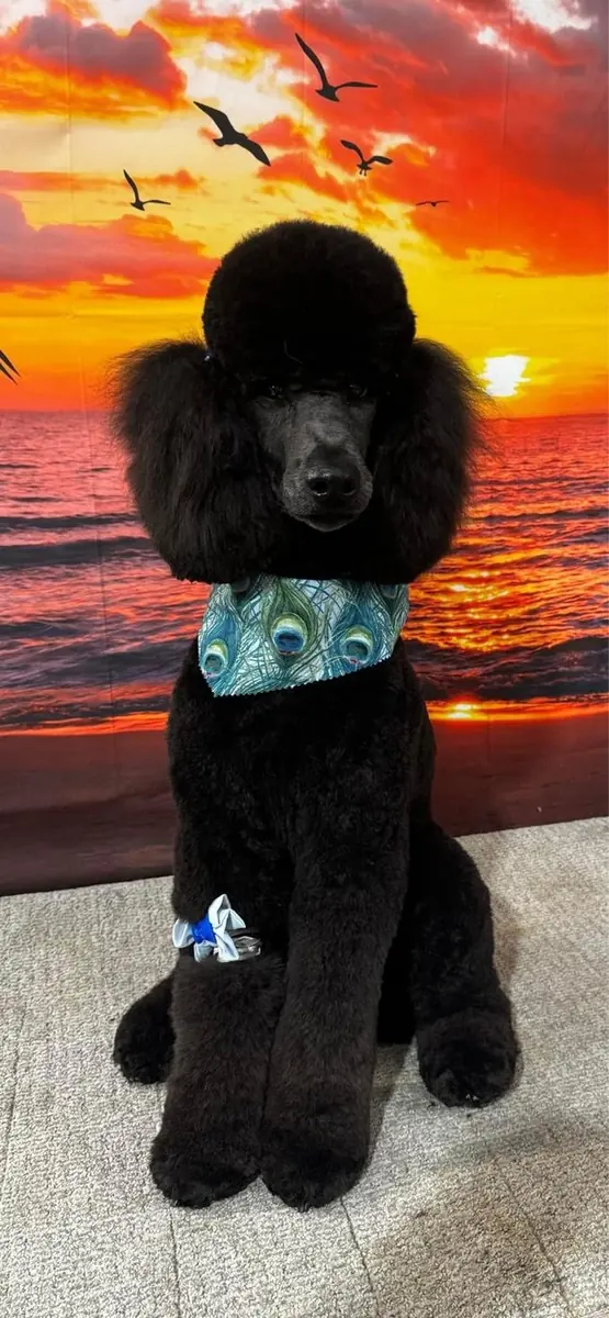 A beautifully groomed black standard poodle with a classic rounded topknot