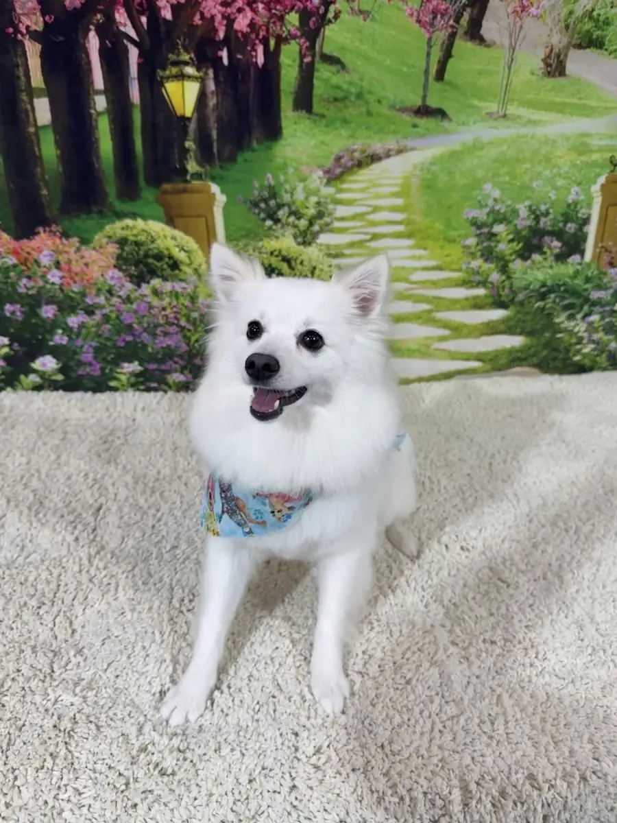 A fluffy white Pomeranian smiling