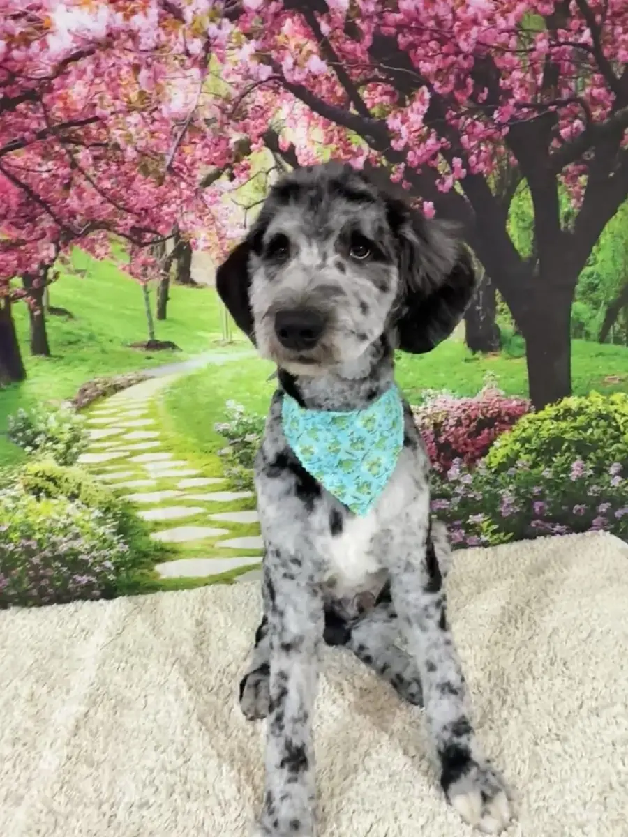 A spotted doodle in a teal bandana