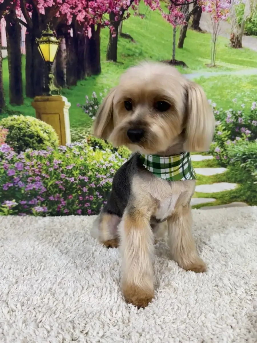 A groomed dog in a green plaid bandana