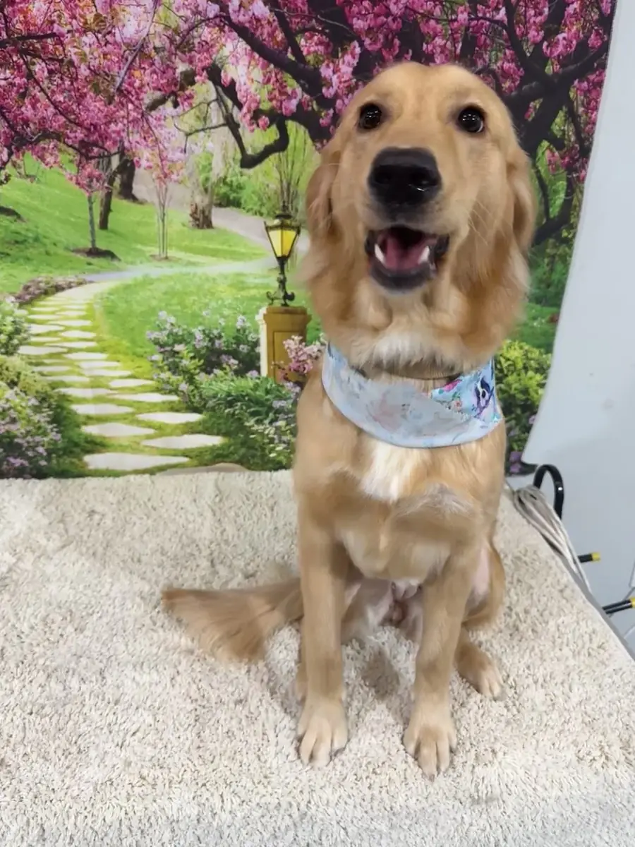 A golden retriever smiling after grooming