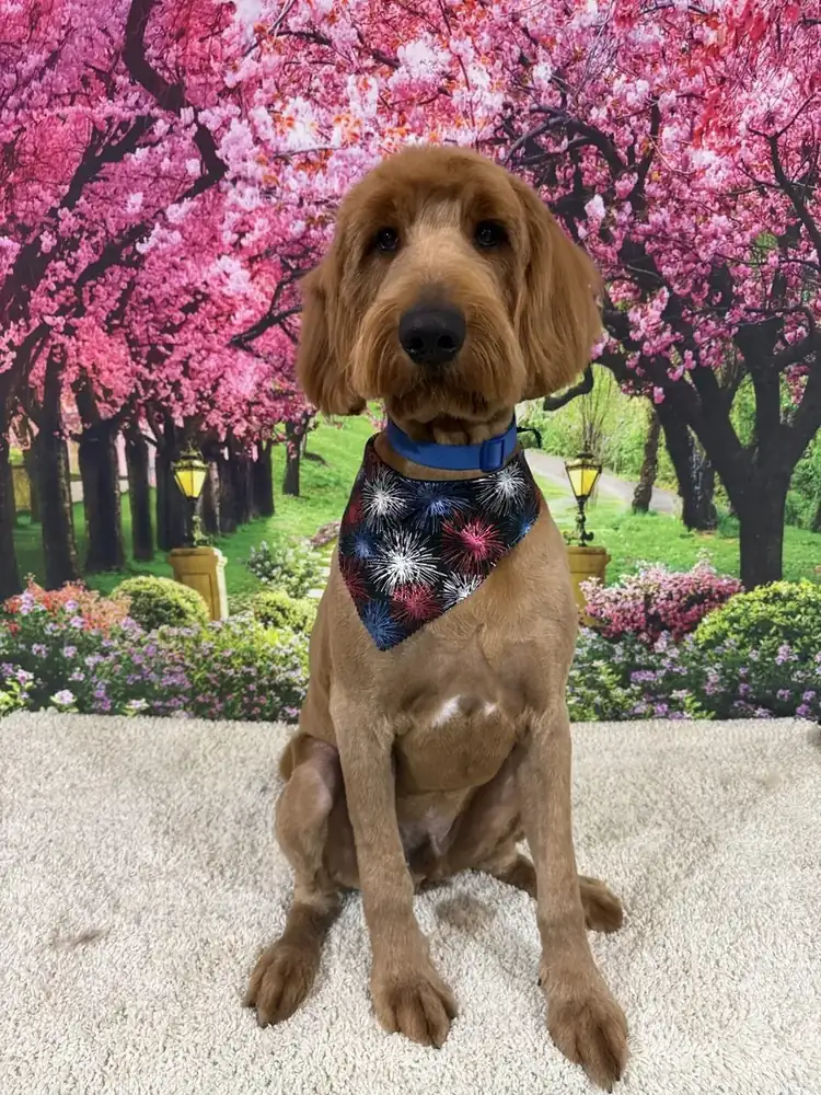 A groomed spaniel among pink blossoms