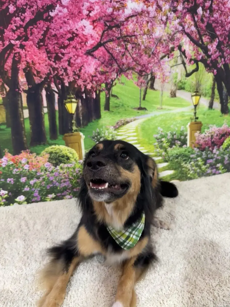 A groomed dog with an open happy mouth
