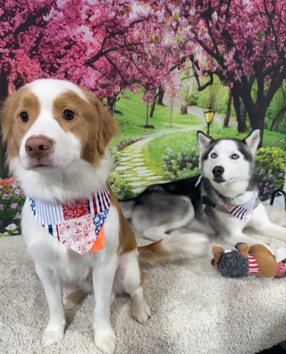 Two happy dogs side by side after grooming
