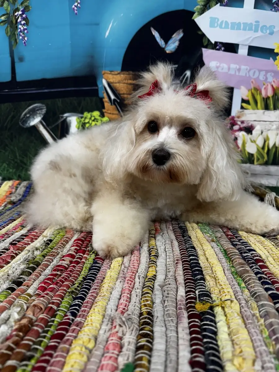 A small white dog with a bow after grooming