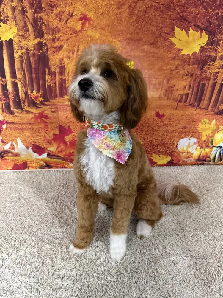 Honey, a caramel and cream mini doodle in a rainbow bandana, freshly groomed against an autumn backdrop and featured as Pup of the Week at The Pampered Pup in Mobile, AL