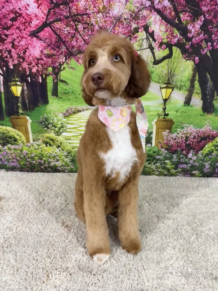 Skye, a chocolate-and-white doodle in a pink bandana, freshly groomed at The Pampered Pup in Mobile, AL